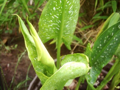 Pflanzen 2008 008.jpg