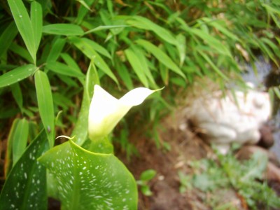 Pflanzen 2008 007.jpg