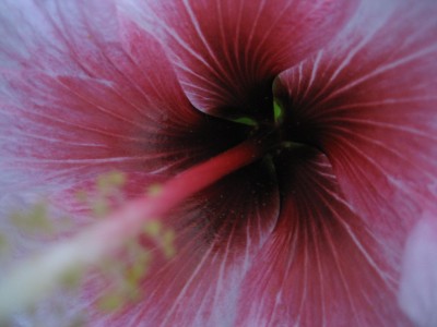 hibiskus makro.JPG