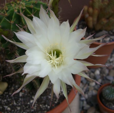 Echinopsis (2).JPG