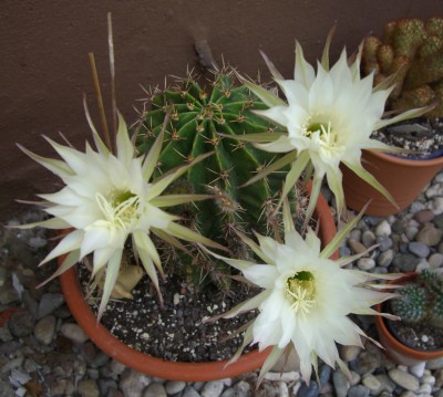 Echinopsis.JPG