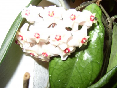 P1010437.JPG