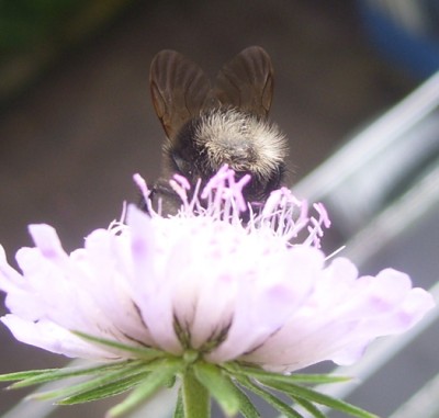 Kleine Prinzessin 014m.jpg