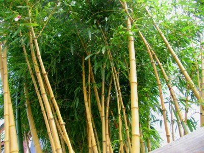 1355 Phyllostachys v aureoc Pflanze und Rohre 2.jpg