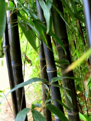 1531 Phyllostachys nigra 600 schwarze Rohre klein.jpg