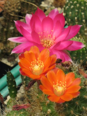 IMG_6253 Rebutia Lobivia winteriana.JPG