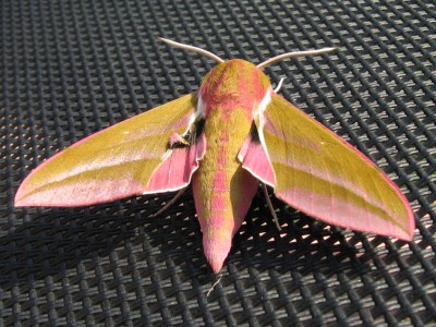 IMG_6196 Schmetterling.JPG