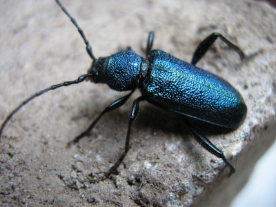 IMG_6122 blauer Käfer.JPG