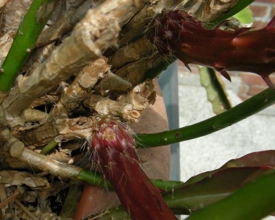 Blütenansätze w.jpg