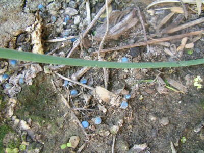 schneckenkorn 001.JPG