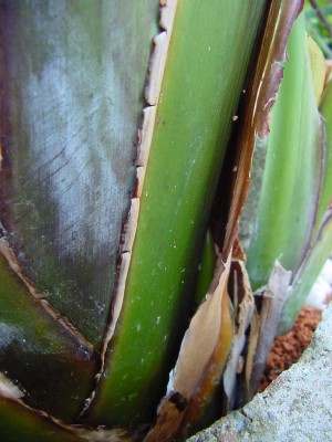 473_1149662202_Strelizienblüte.jpg