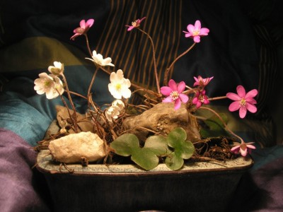 BONSAI.JPG