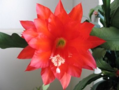 IMG_7932.jpg Henni.jpg