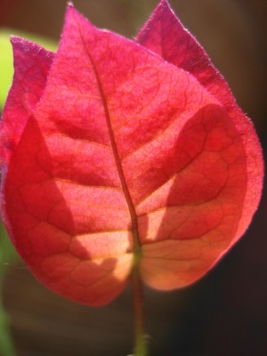 bougainville.jpg