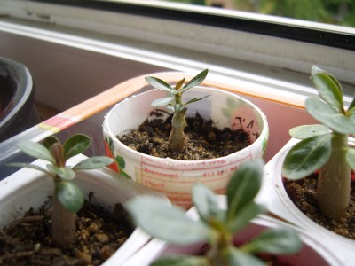Adenium somalense (2).JPG