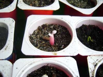 A. arabicum Albino.JPG