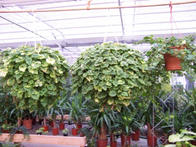 Tolmiea endlich da.JPG