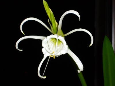 ismene festalis 003.jpg