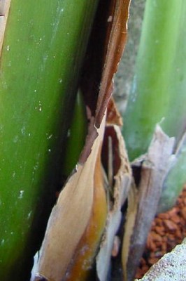 473_1149662202_Strelizienblüte.jpg