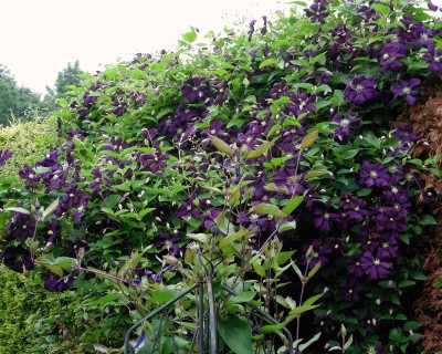 viticella  Etoile Violette w.jpg