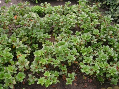 DSCN5517.JPG