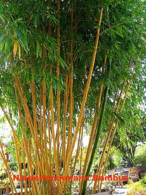 1520 Phyllostachys vivax aureocaulis Rohre und Pflanze klein Name.jpg