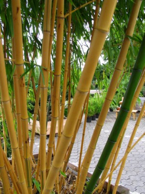 1349 Phyllostachys vivax aureocaulis Rohre dick.jpg