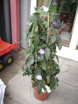 PICT0819.JPG