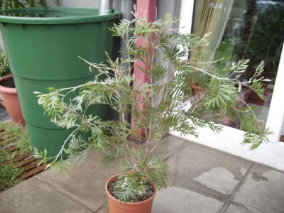 PICT0824.JPG