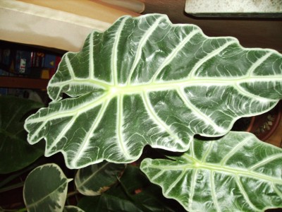 Alocasia3.JPG