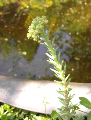 Sedum.jpg
