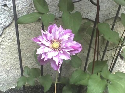 03-06-08_Clematis gefüllt!.jpg