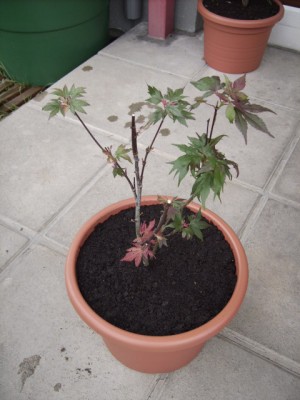PICT0853.JPG