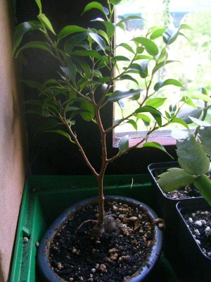 Bonsai 001.JPG