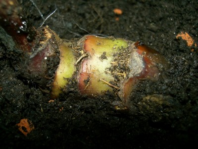 Green Chantrieri.jpg