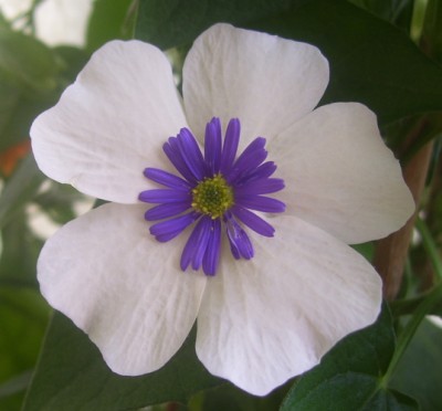 Kleine Prinzessin 025l.jpg