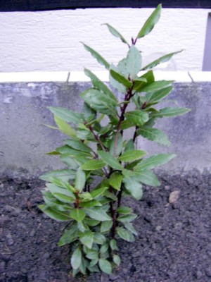 Echter Lorbeer - Laurus nobilis 05.03.07.JPG