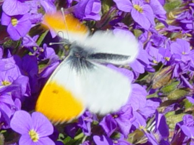 Aurorafalter männlich 14 sehr gut.jpg