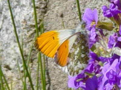 Aurorafalter männlich 4 sehr gut.jpg