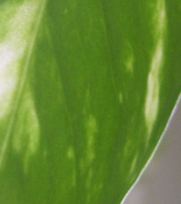 Kleine Prinzessin 004m.jpg