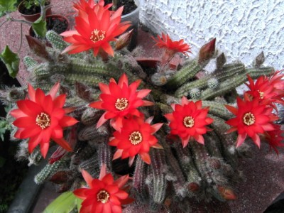 Chamacereus silvestrii2.jpg