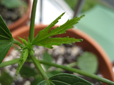 hibiskus wundertüte.JPG