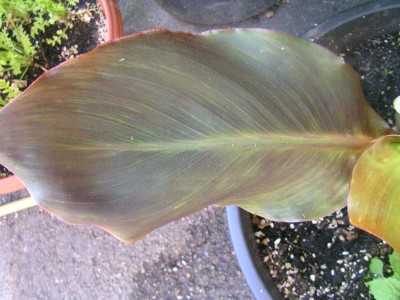 canna arten 001.JPG