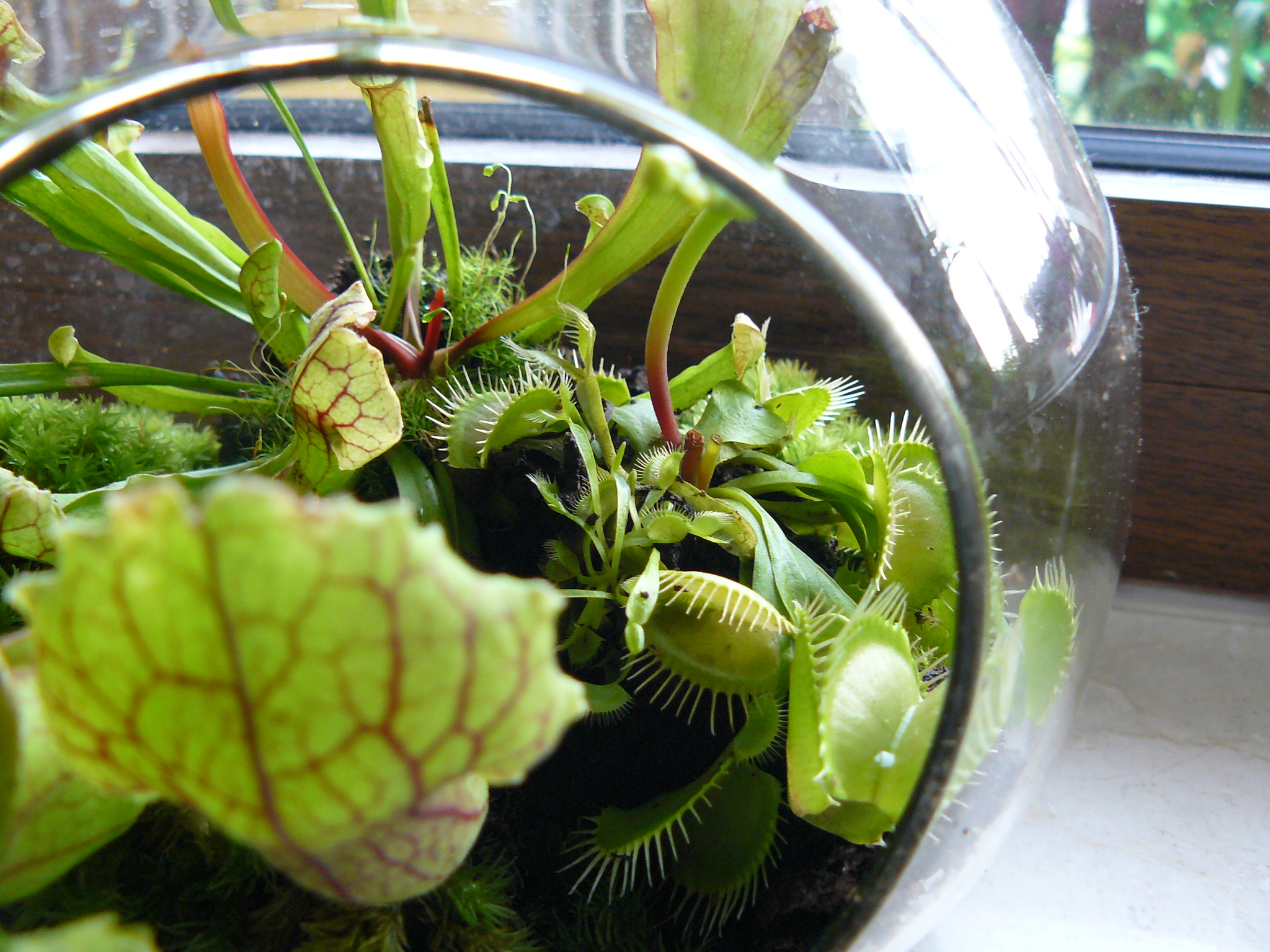 Aquarium (ohne Wasser) bepflanzen - Ideen? · Tipps & Tricks · GREEN24  Pflanzen & Garten Forum