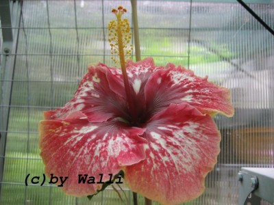 Hibi Lilly Torbert Blüte1.JPG