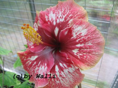 Hibi Lilly Torbert Blüte.JPG