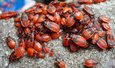 6.06.2008 gesellig2.jpg