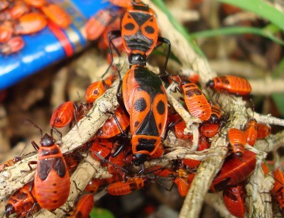 6.06.2008 gesellig.jpg