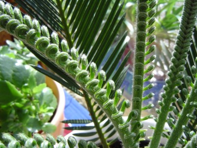 166_1149705108_Palmfarn2.jpg