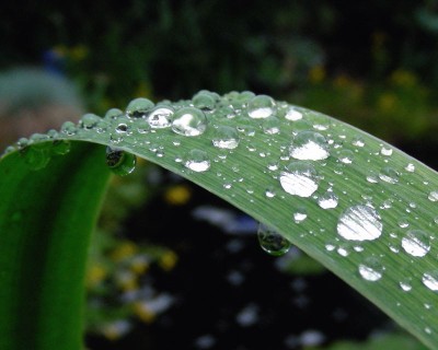 Regentropfen w.jpg